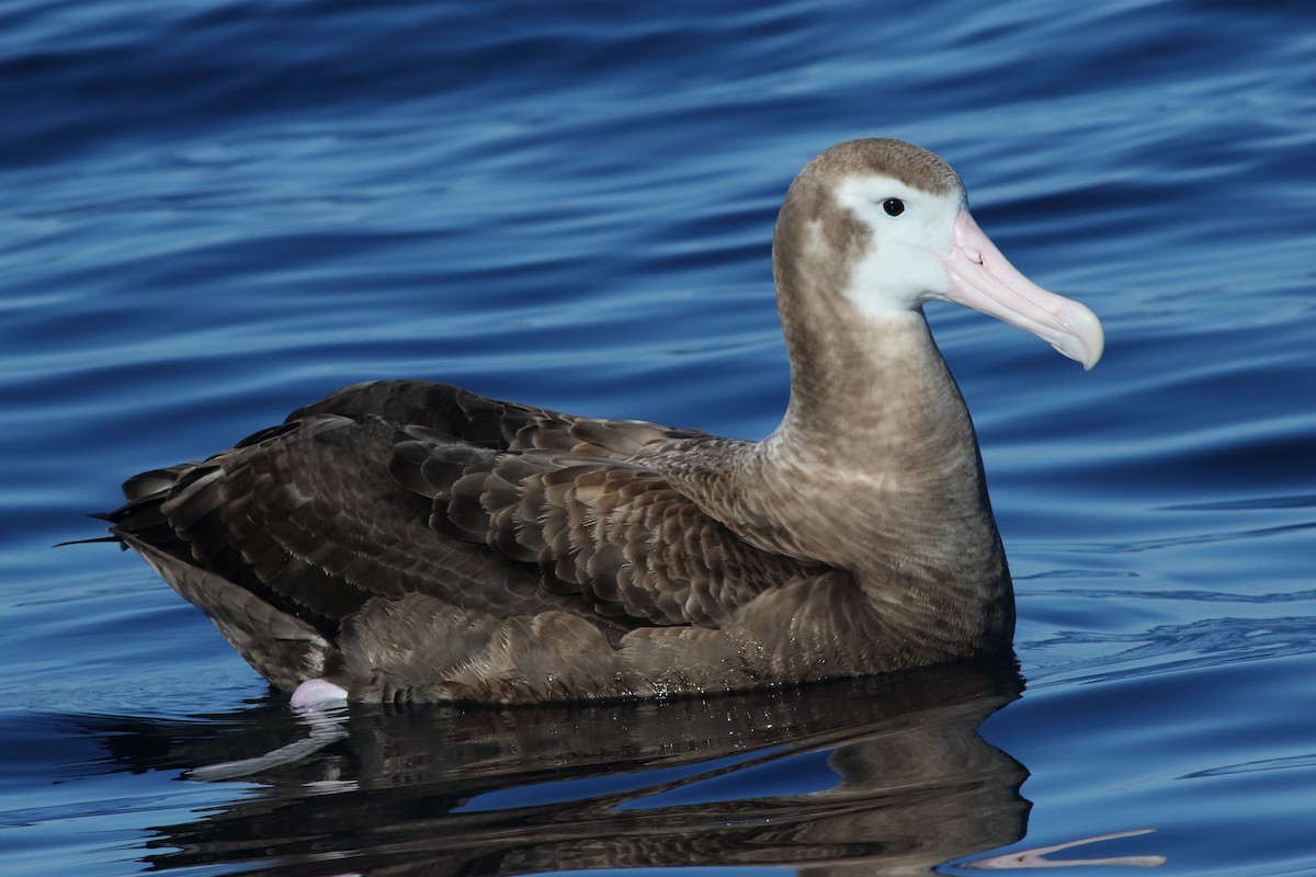 Antipodean Albatross (Gibson's) - Leigh Pieterse
