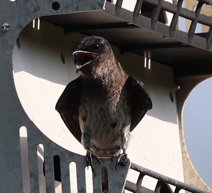 Purple Martin - Gregory Hamlin