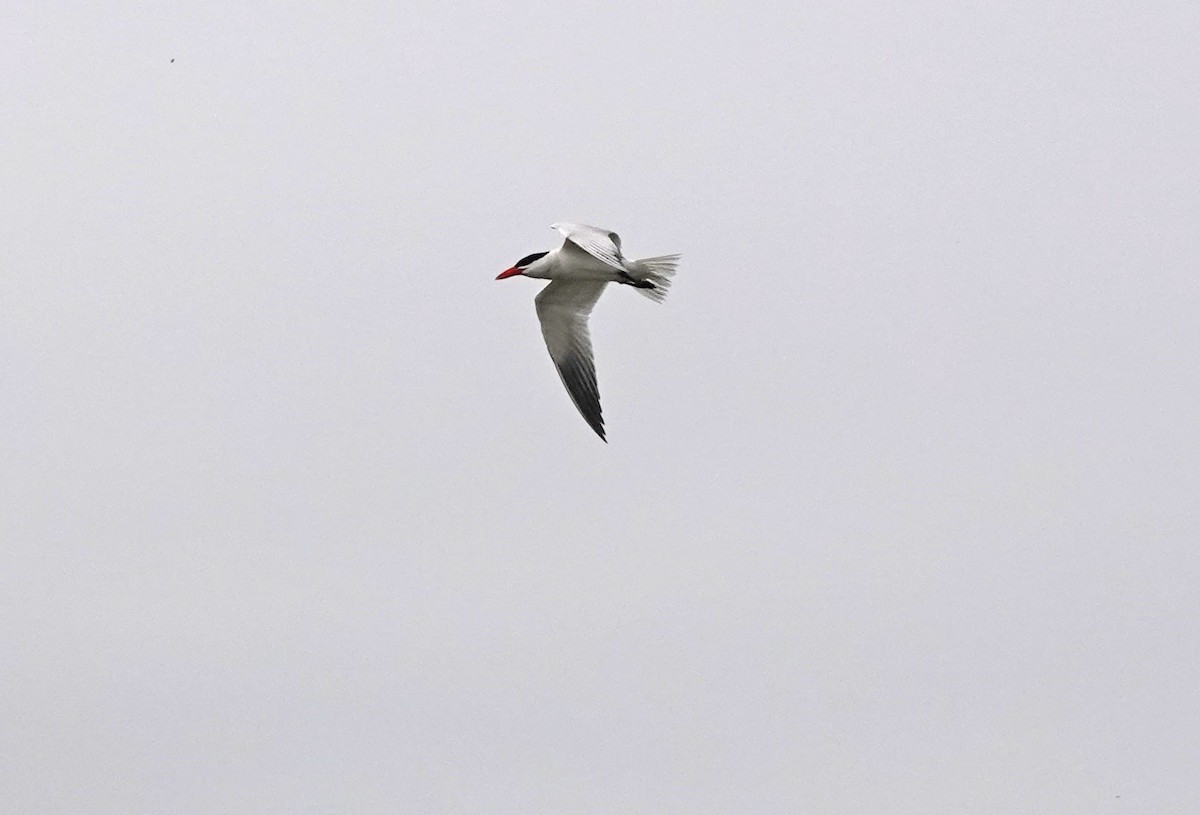 Caspian Tern - ML619255388