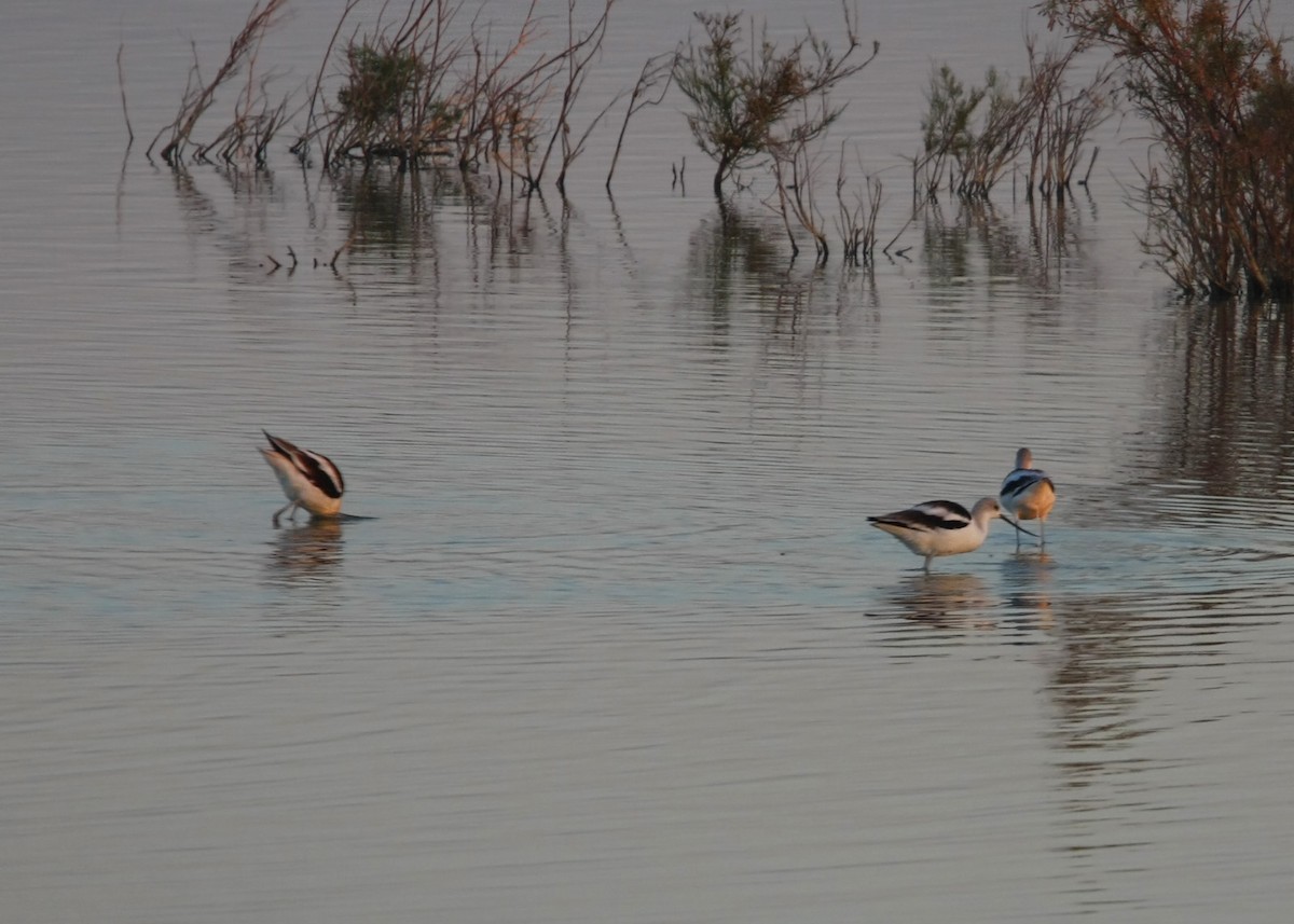 Avoceta Americana - ML619255389