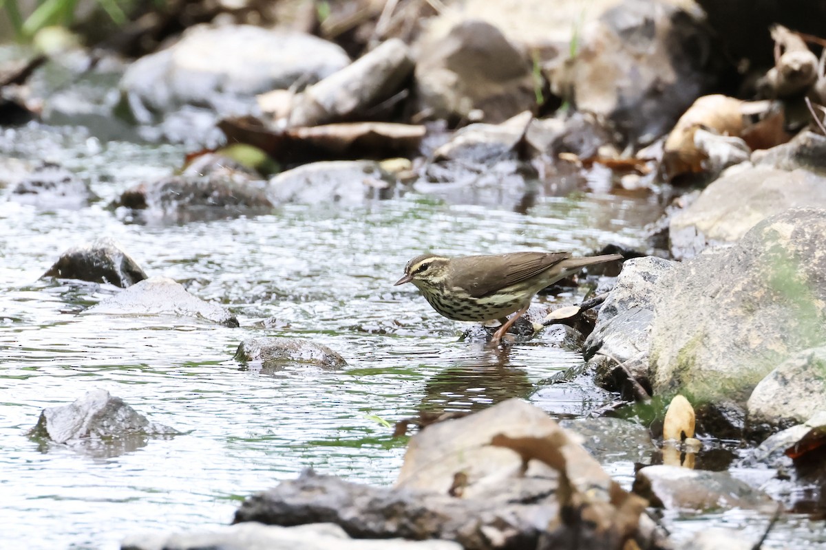 Northern Waterthrush - Mary Thurmond