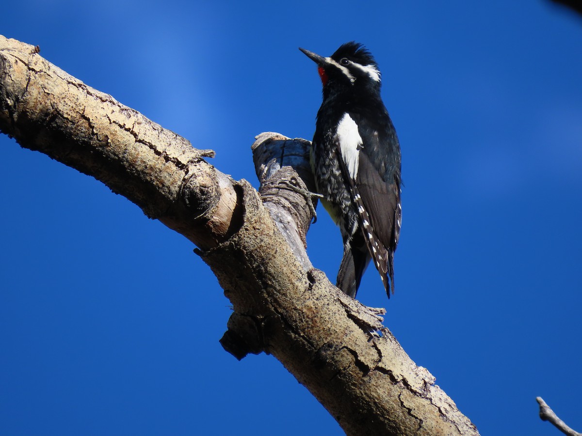 Williamson's Sapsucker - ML619255394