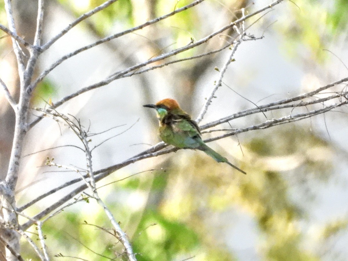 Asian Green Bee-eater - Warren Regelmann