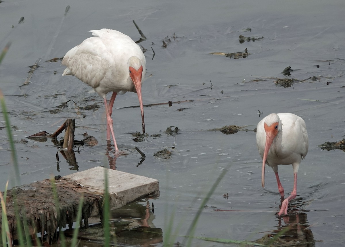 White Ibis - ML619255419