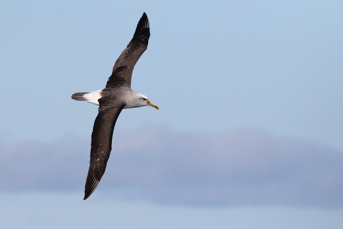 Buller's Albatross - Leigh Pieterse