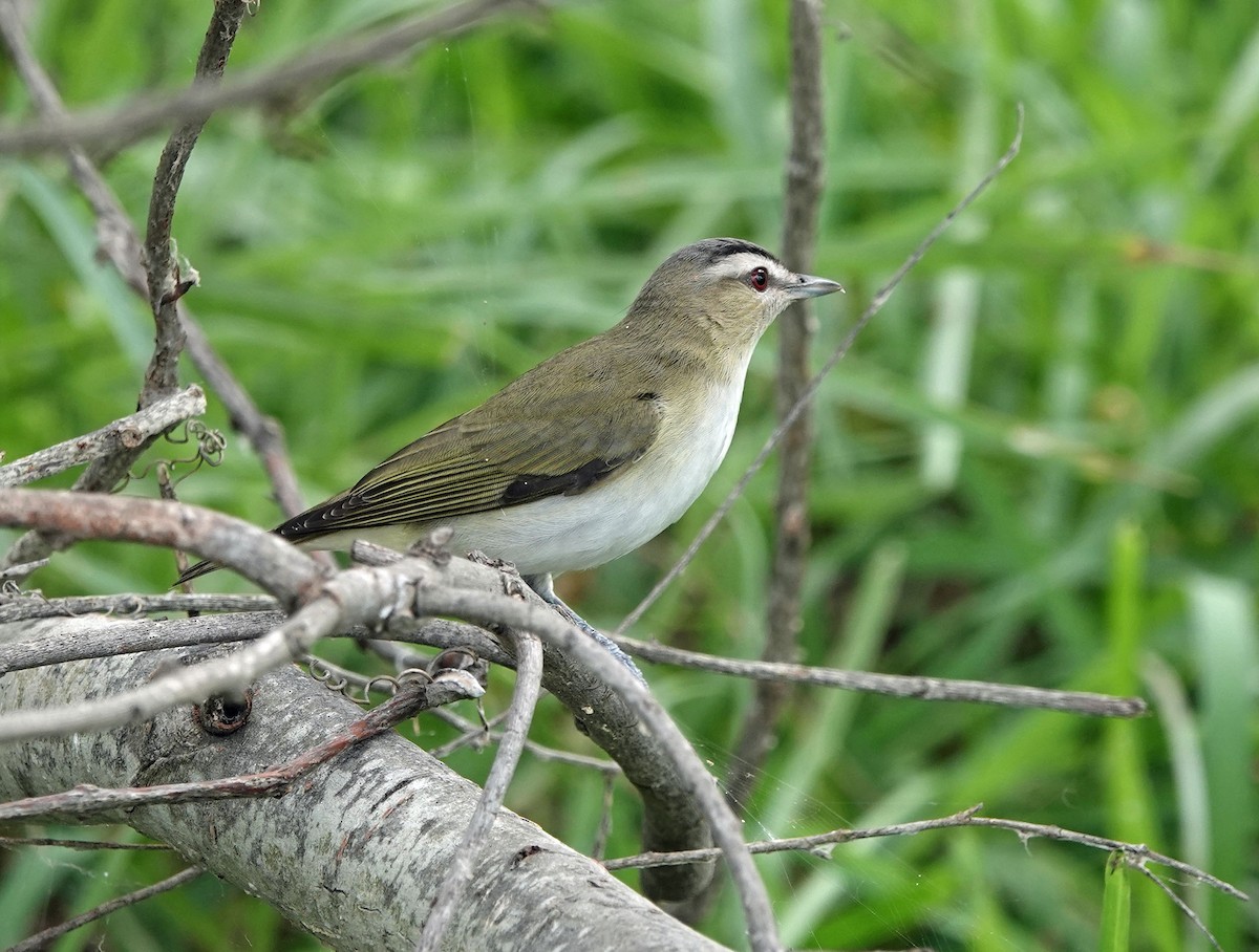 Vireo Ojirrojo - ML619255433