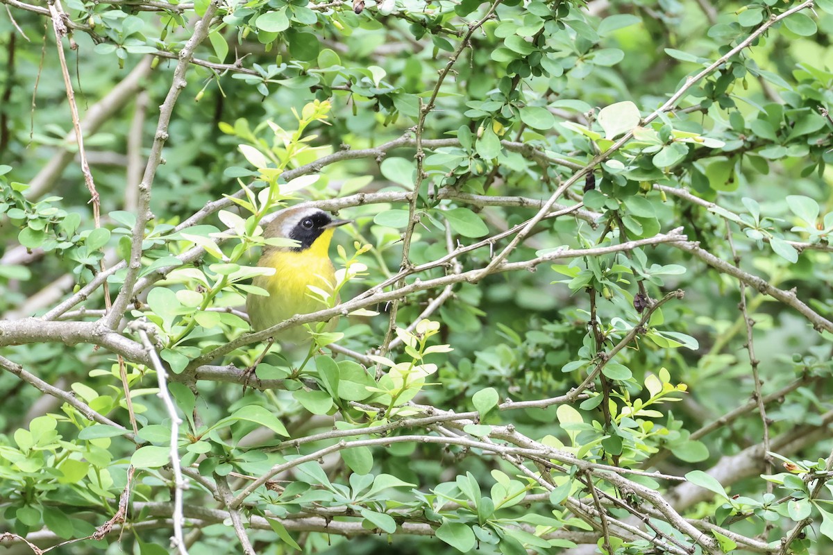 Common Yellowthroat - Mary Thurmond