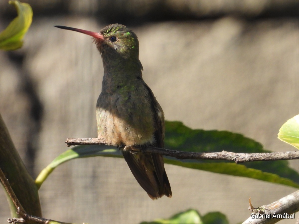 Gilded Hummingbird - Gabriel Arnábal