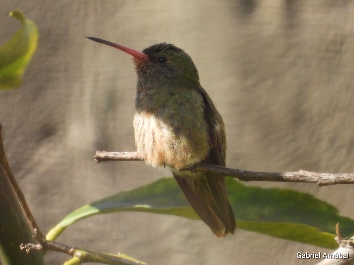 Gilded Hummingbird - Gabriel Arnábal