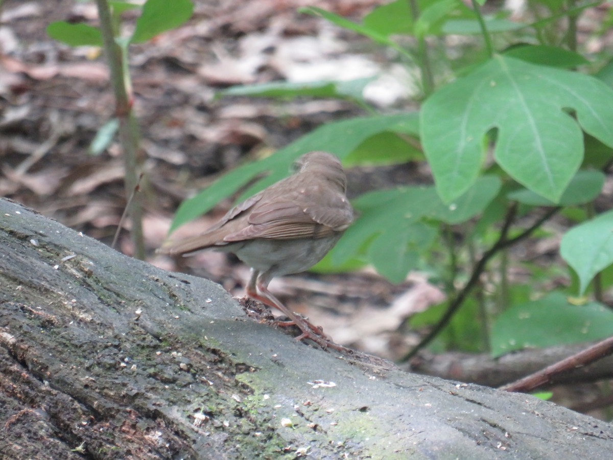 Bicknell's Thrush - Daniel Bonnici