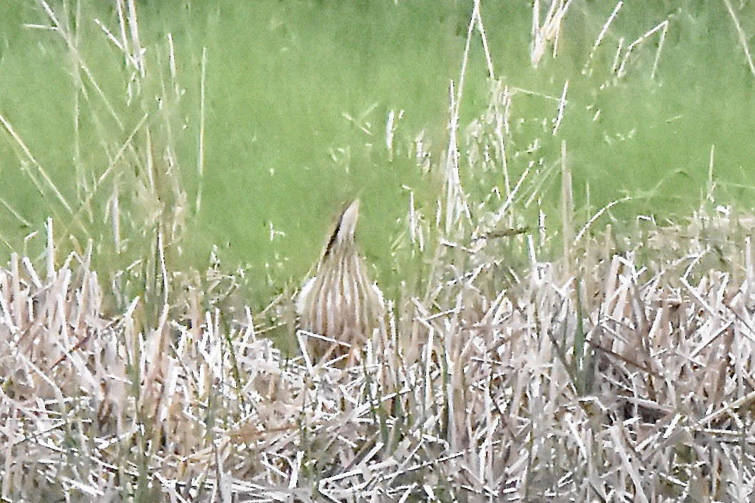 American Bittern - Benoit Goyette