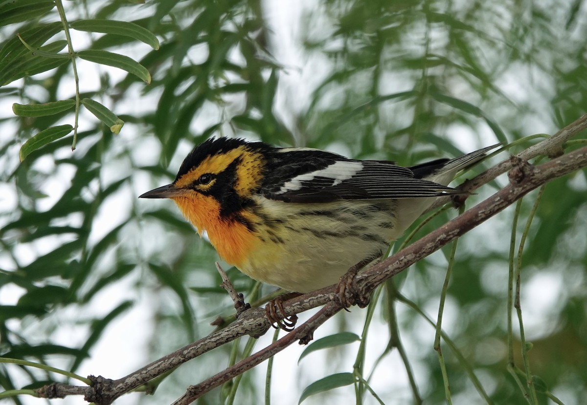 Blackburnian Warbler - Sheridan Coffey