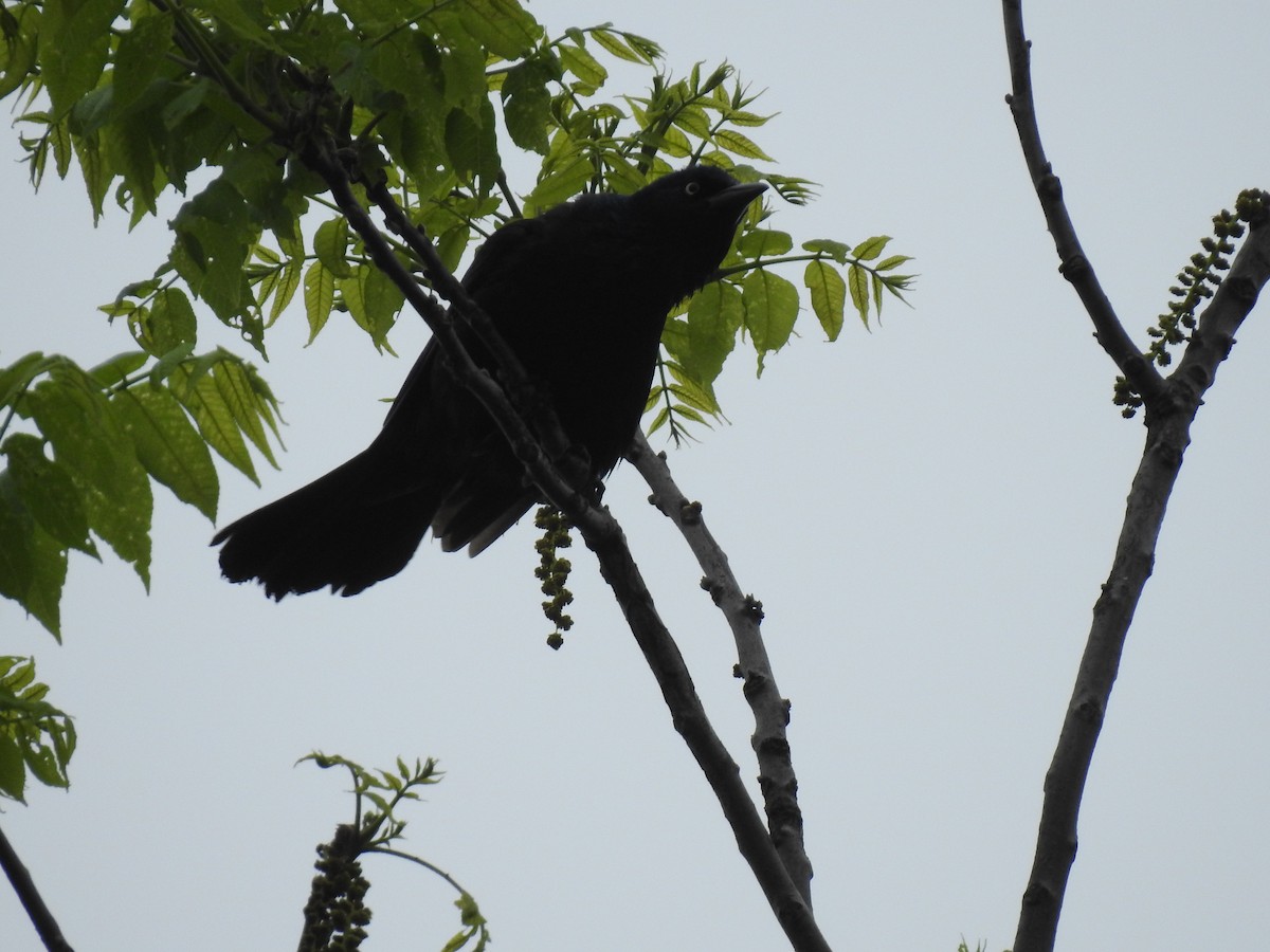 Common Grackle - Danielle Hawkins