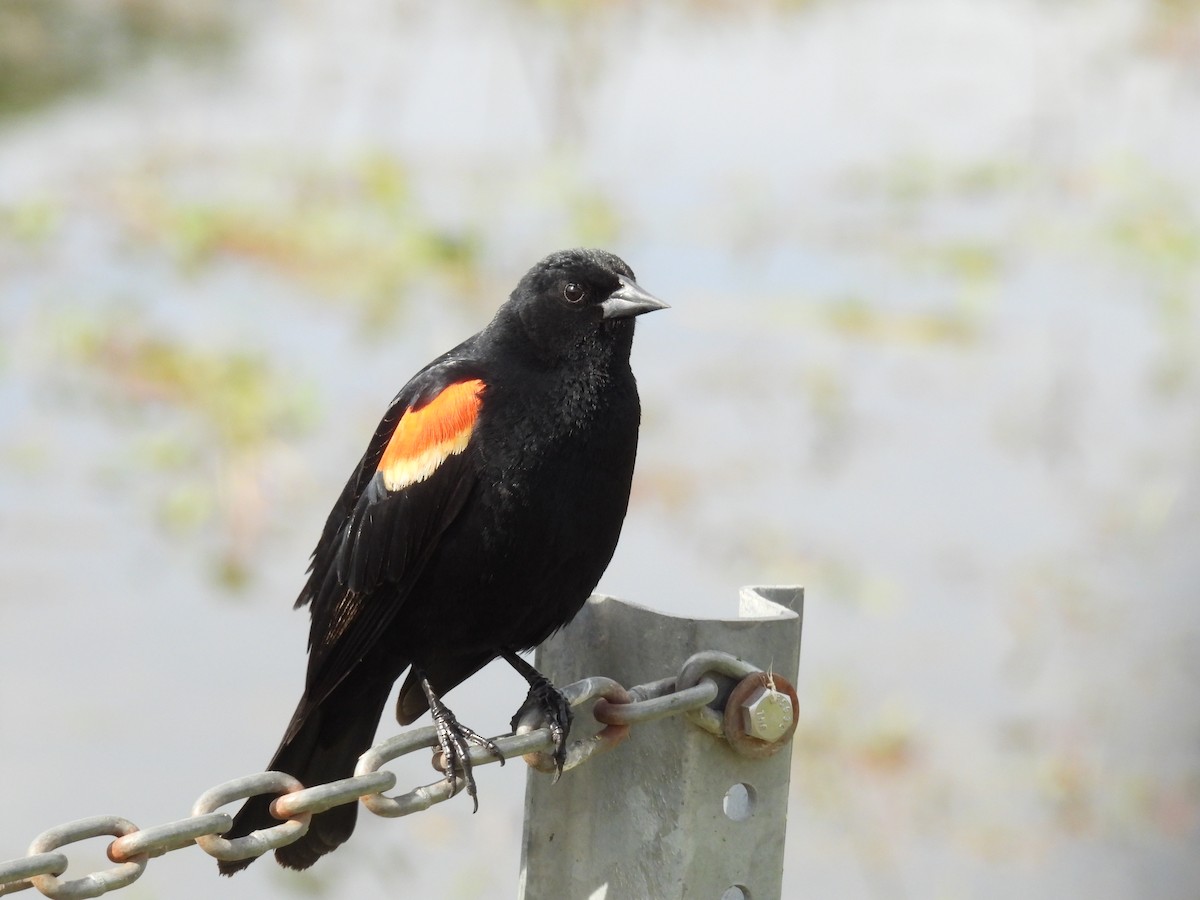 Red-winged Blackbird - Anonymous