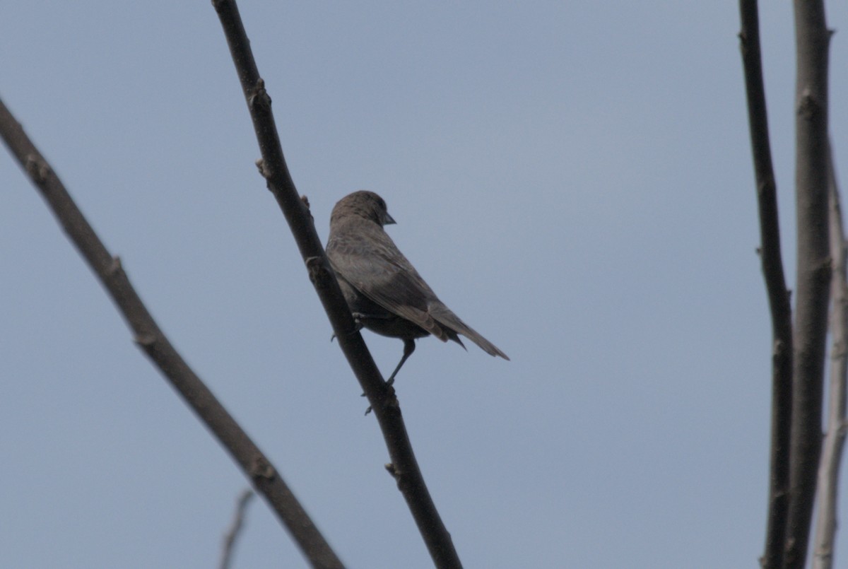 Brown-headed Cowbird - ML619255530