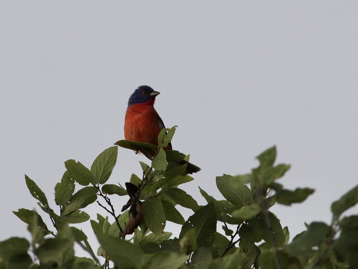 Painted Bunting - Rhonda Desormeaux