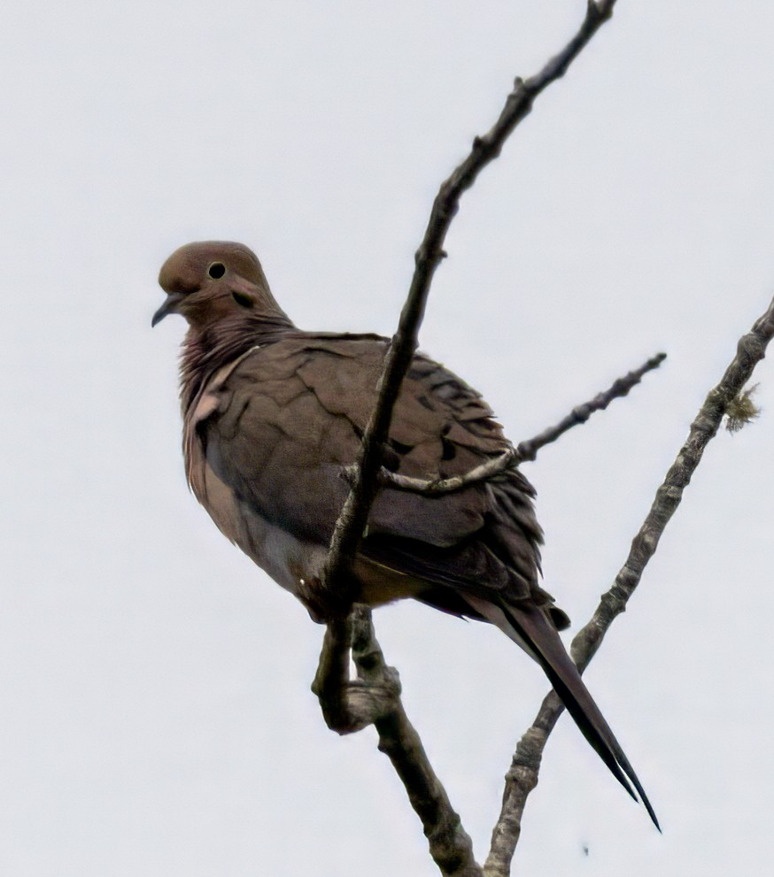 Mourning Dove - ML619255553