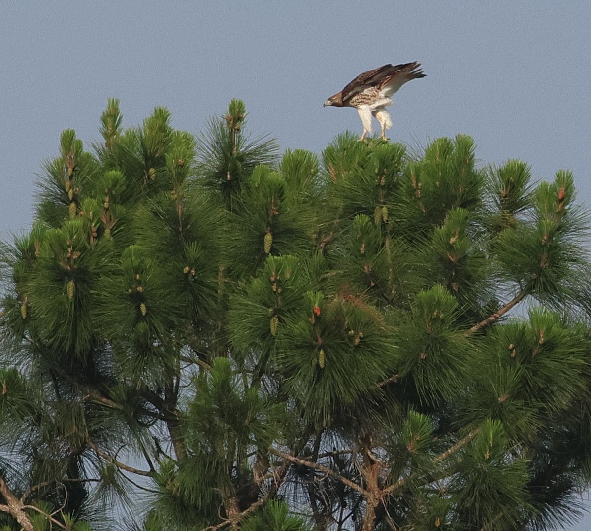 Red-tailed Hawk - ML619255563