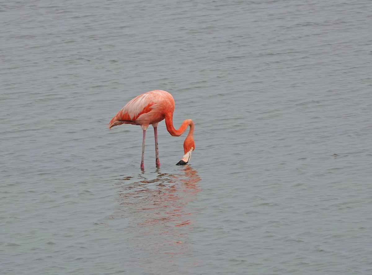 Flamant des Caraïbes - ML619255566