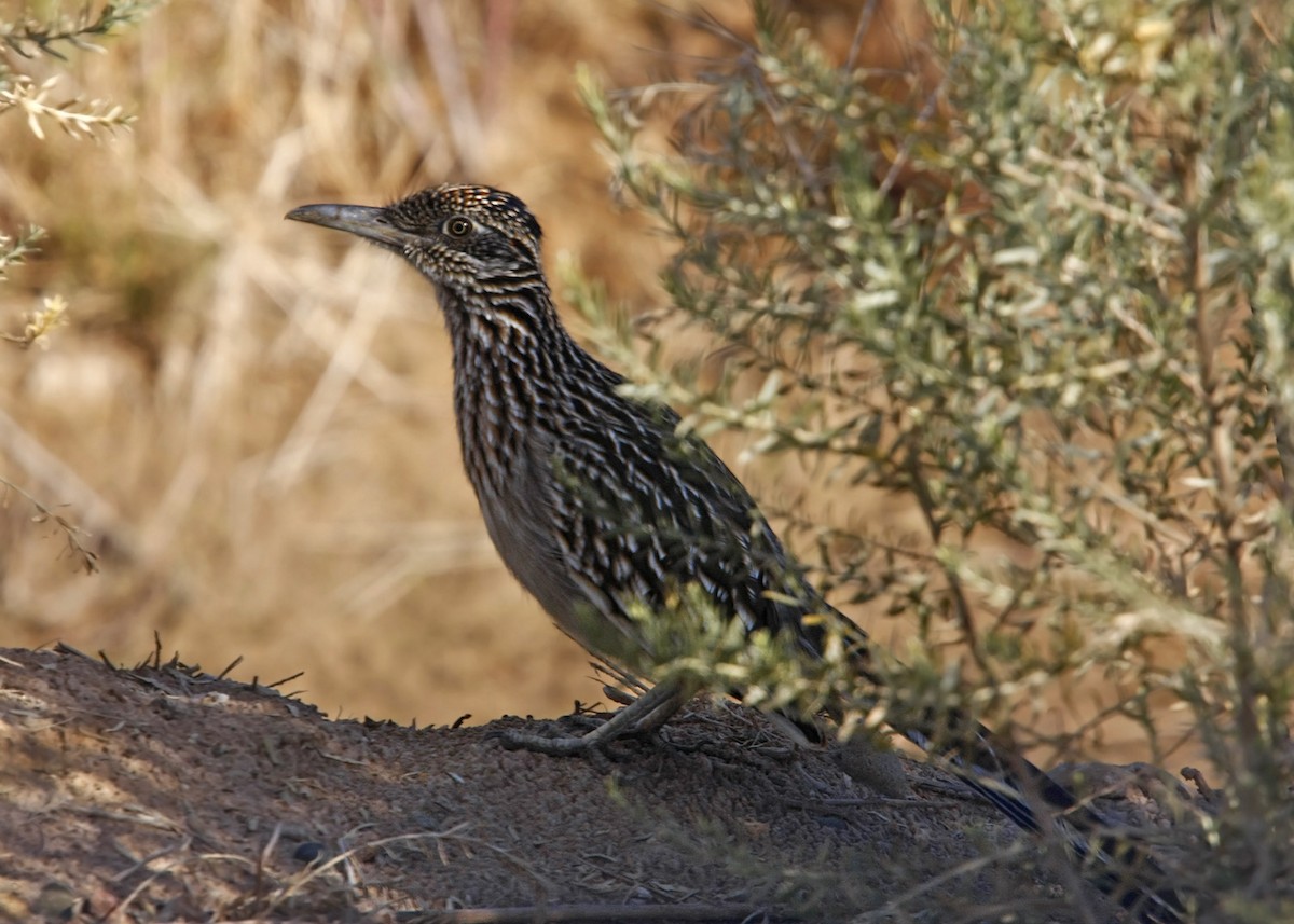 Greater Roadrunner - William Clark