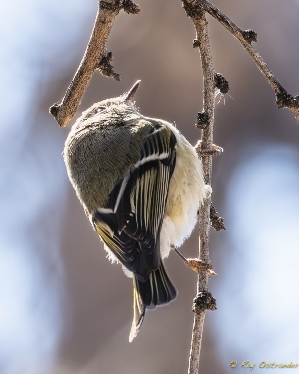 Ruby-crowned Kinglet - Ray Ostrander