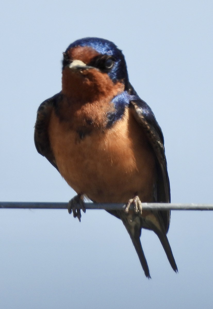 Barn Swallow (American) - Denise Hughes