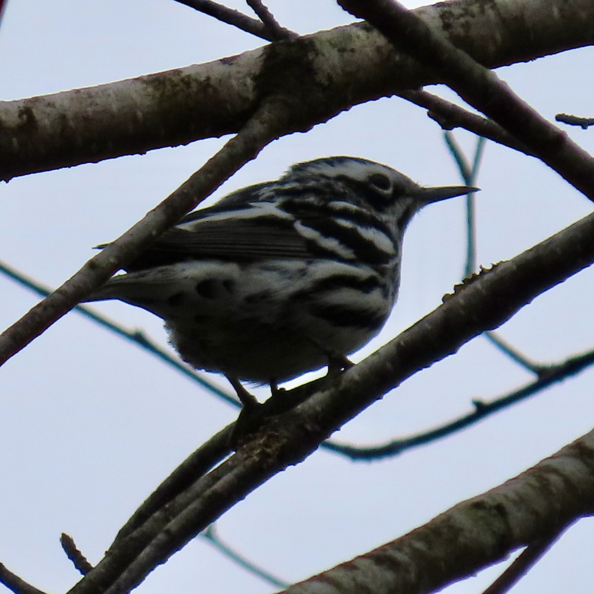 Black-and-white Warbler - Laurel Smith