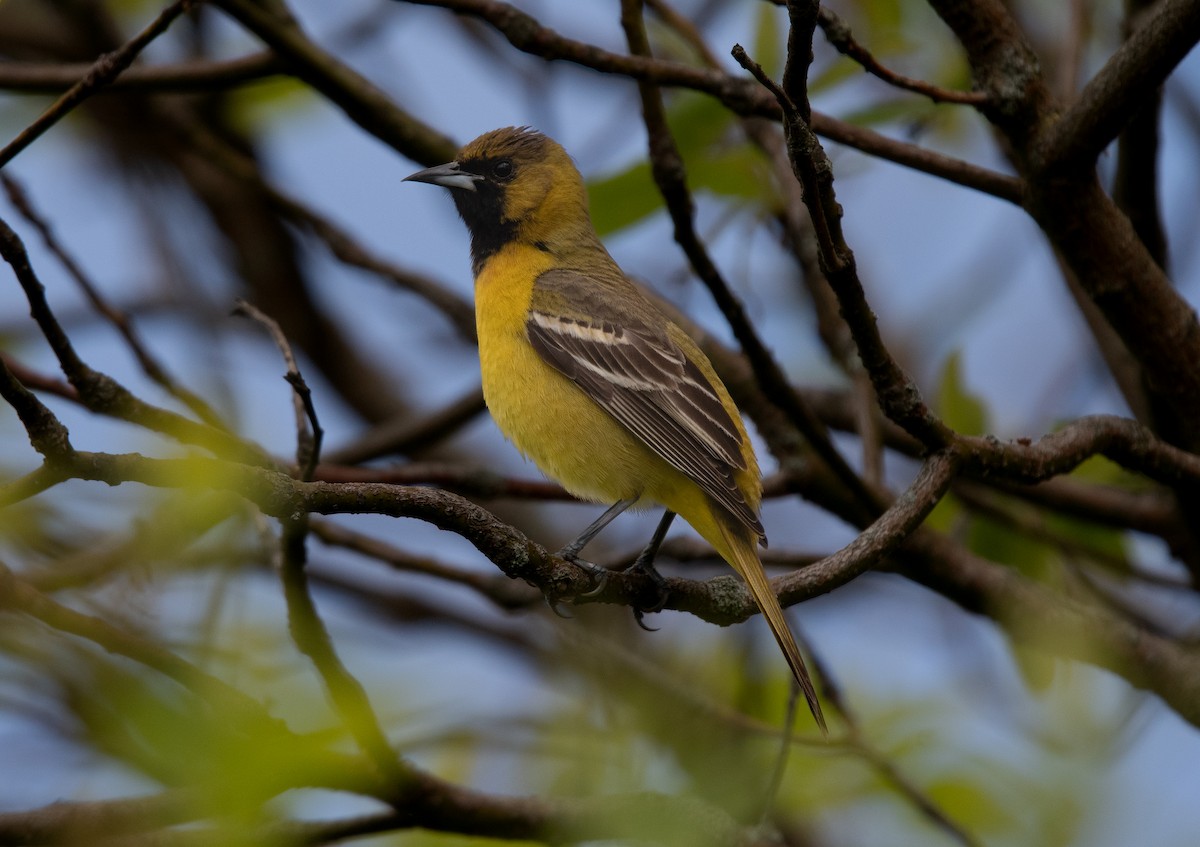 Orchard Oriole - ML619255592
