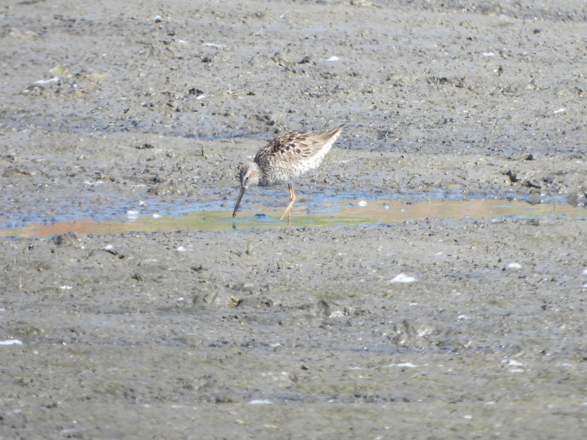 Stilt Sandpiper - Rick Luehrs