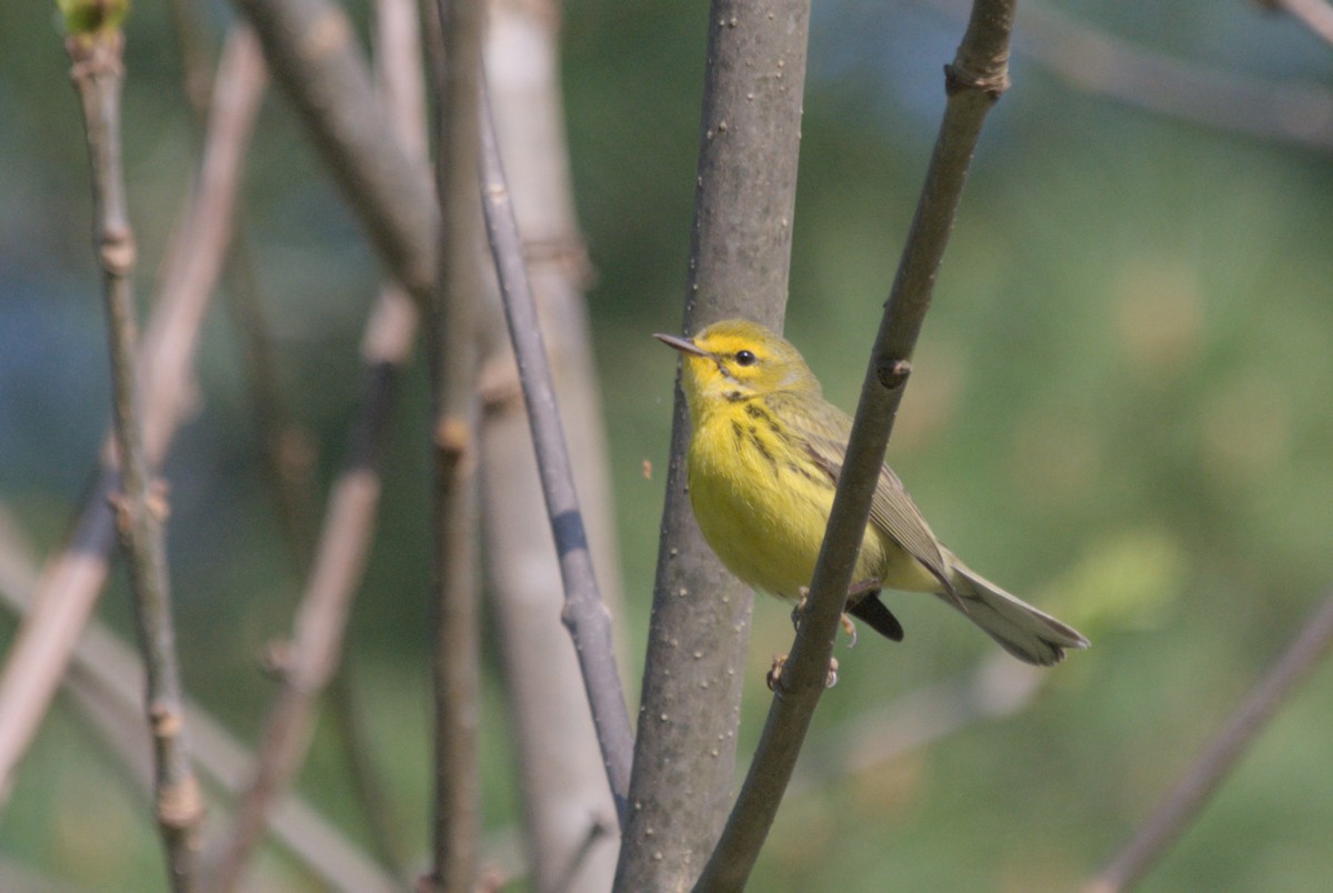 Prairie Warbler - ML619255613