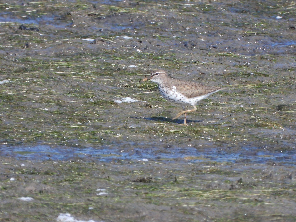 Spotted Sandpiper - Rick Luehrs