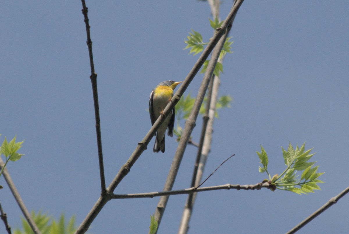 Northern Parula - ML619255629