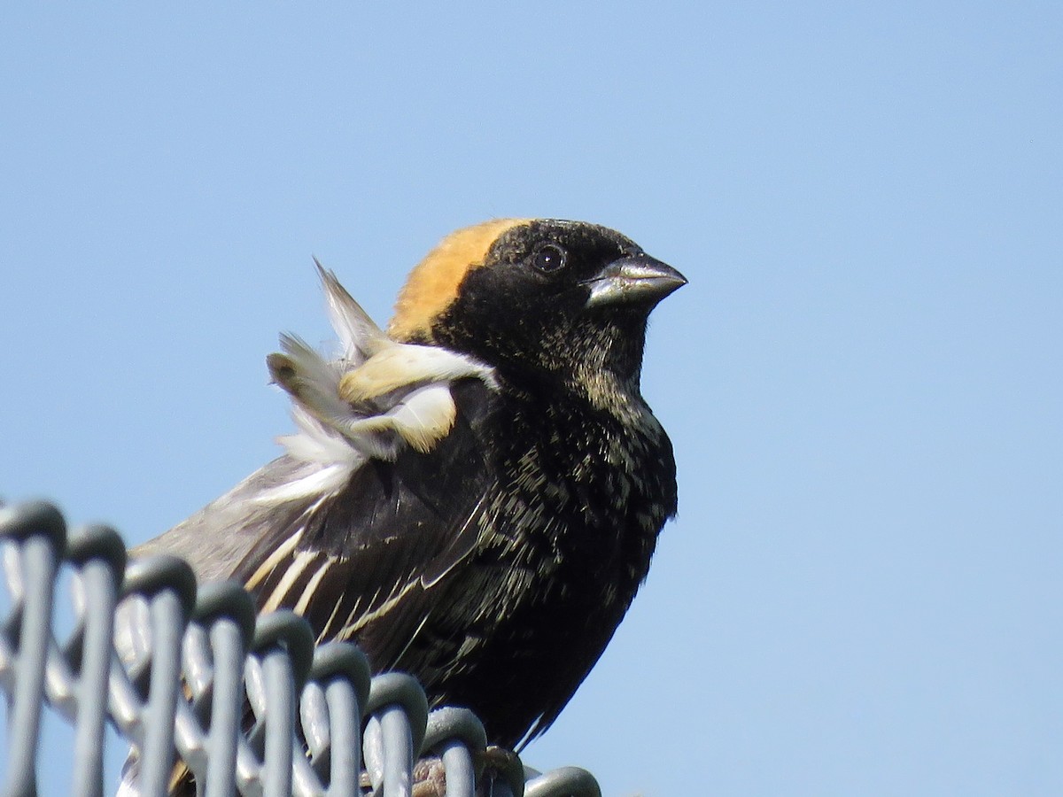 Bobolink - Maureen Burkle