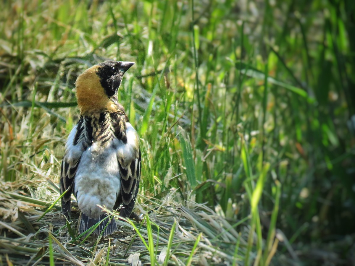 Bobolink - Maureen Burkle