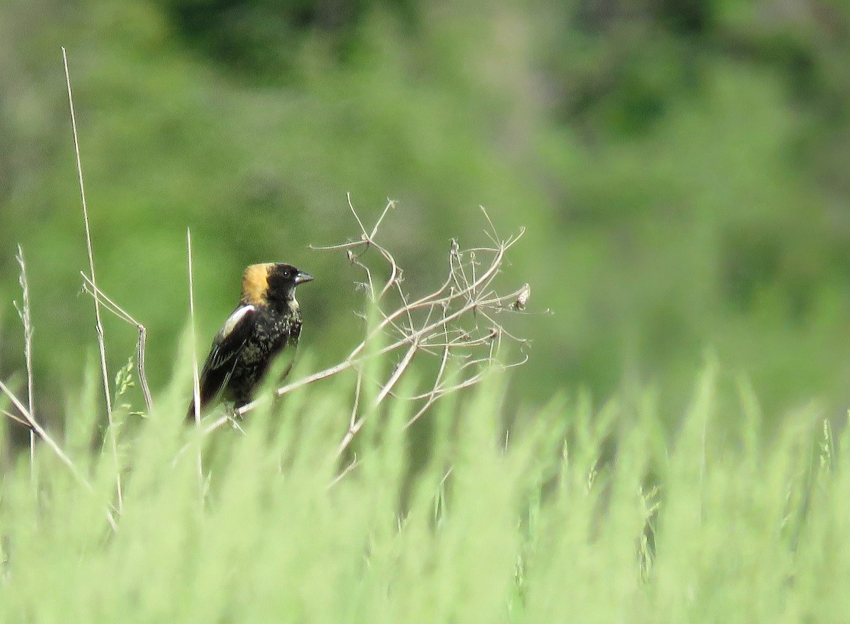 Bobolink - Maureen Burkle