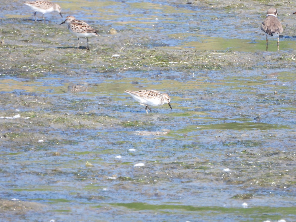 Semipalmated Sandpiper - Rick Luehrs