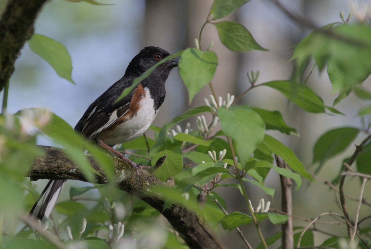 Eastern Towhee - ML619255657