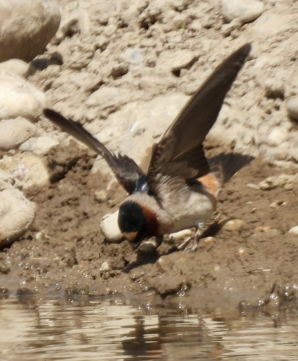 Cliff Swallow (pyrrhonota Group) - Denise Hughes