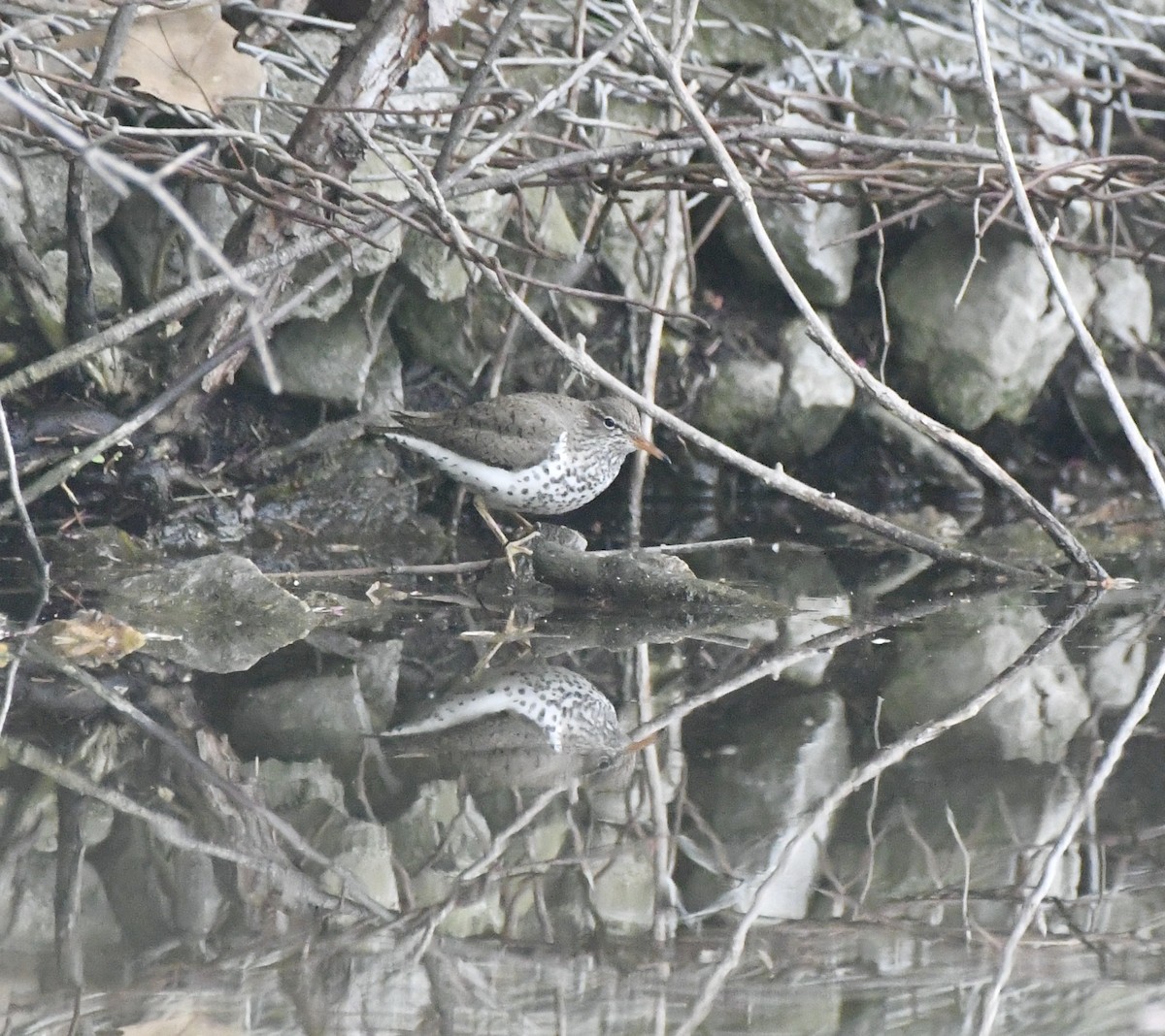 Spotted Sandpiper - Sherri & Camera Guy