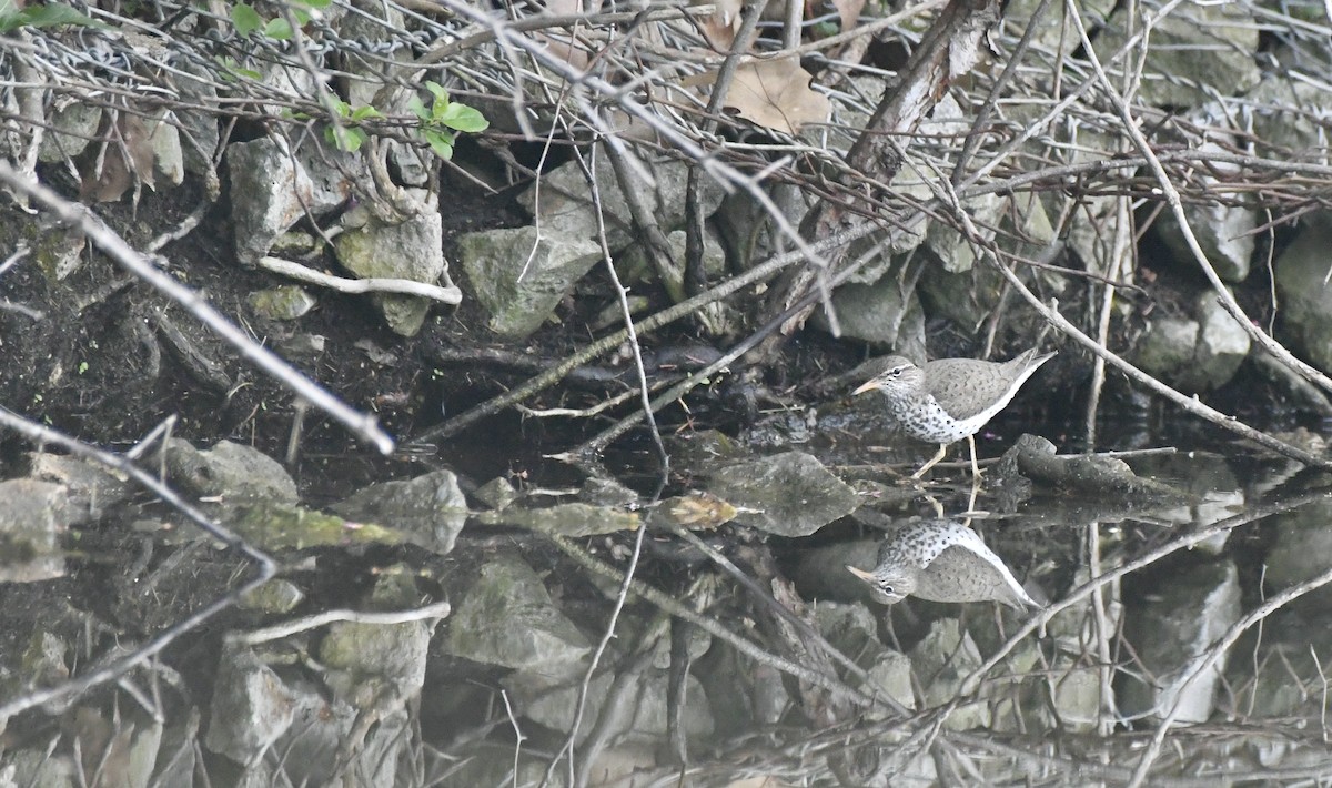 Spotted Sandpiper - Sherri & Camera Guy