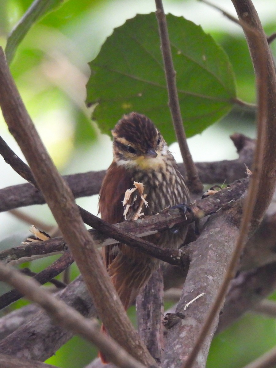 Streaked Xenops - Maria Lujan Solis