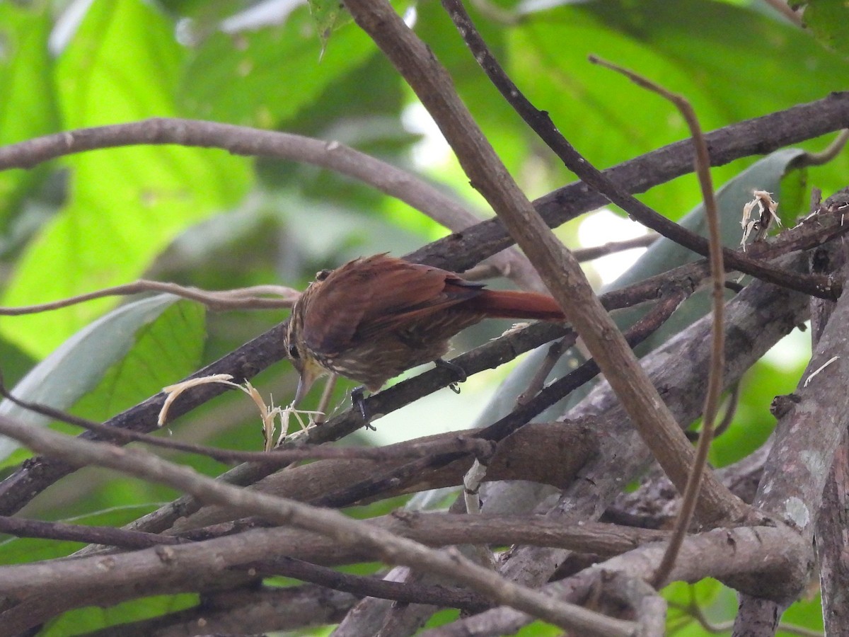 Streaked Xenops - Maria Lujan Solis