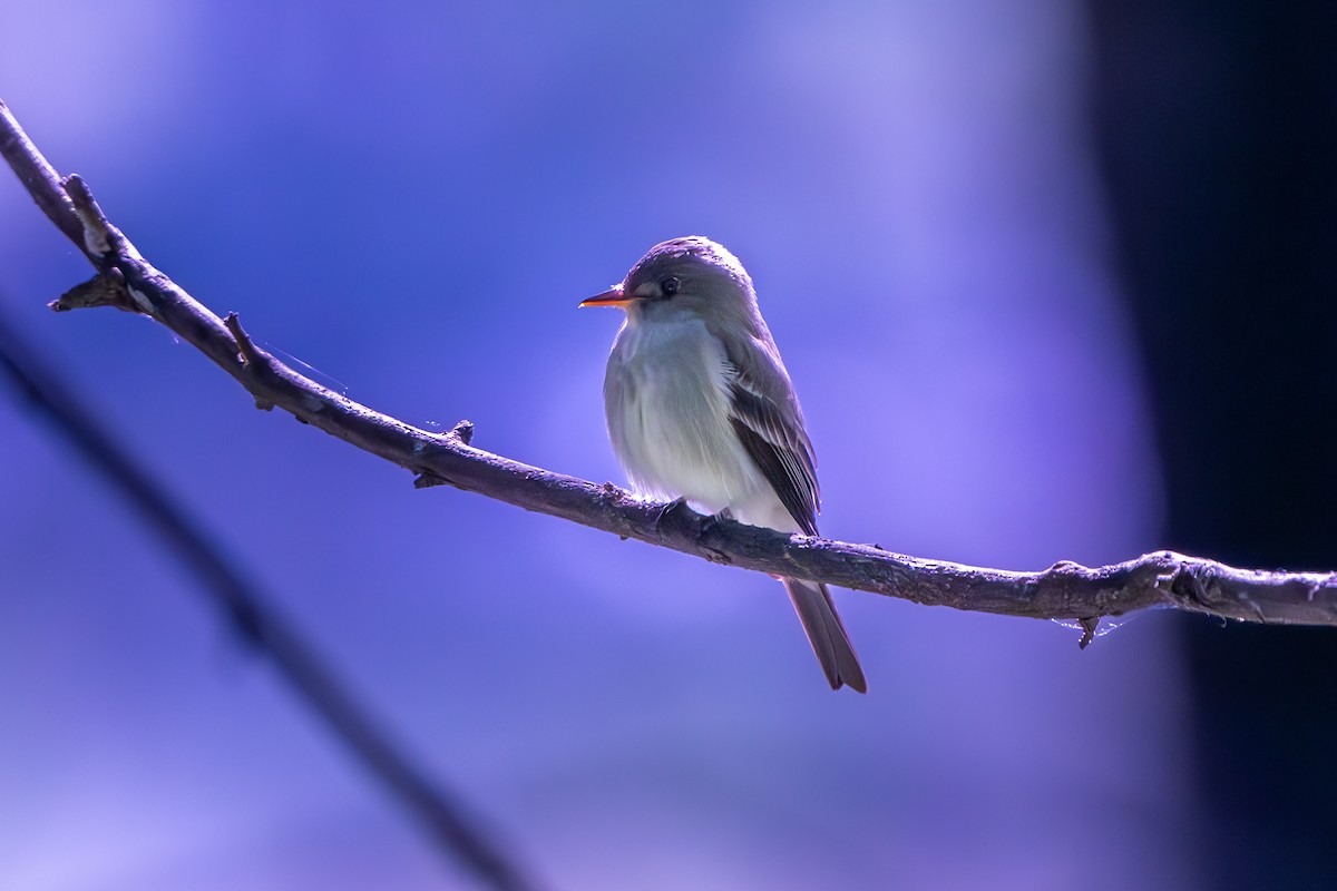 Eastern Wood-Pewee - ML619255685