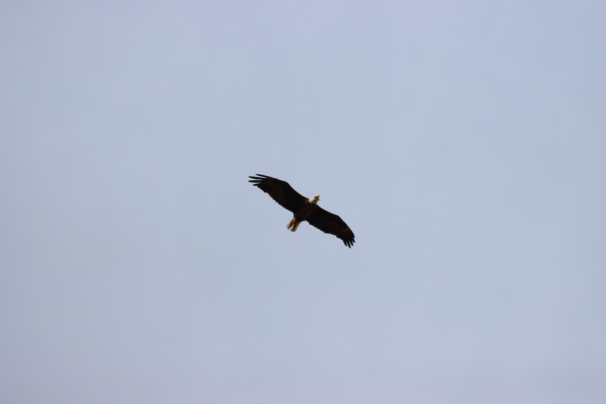 Bald Eagle - Robert Stewart