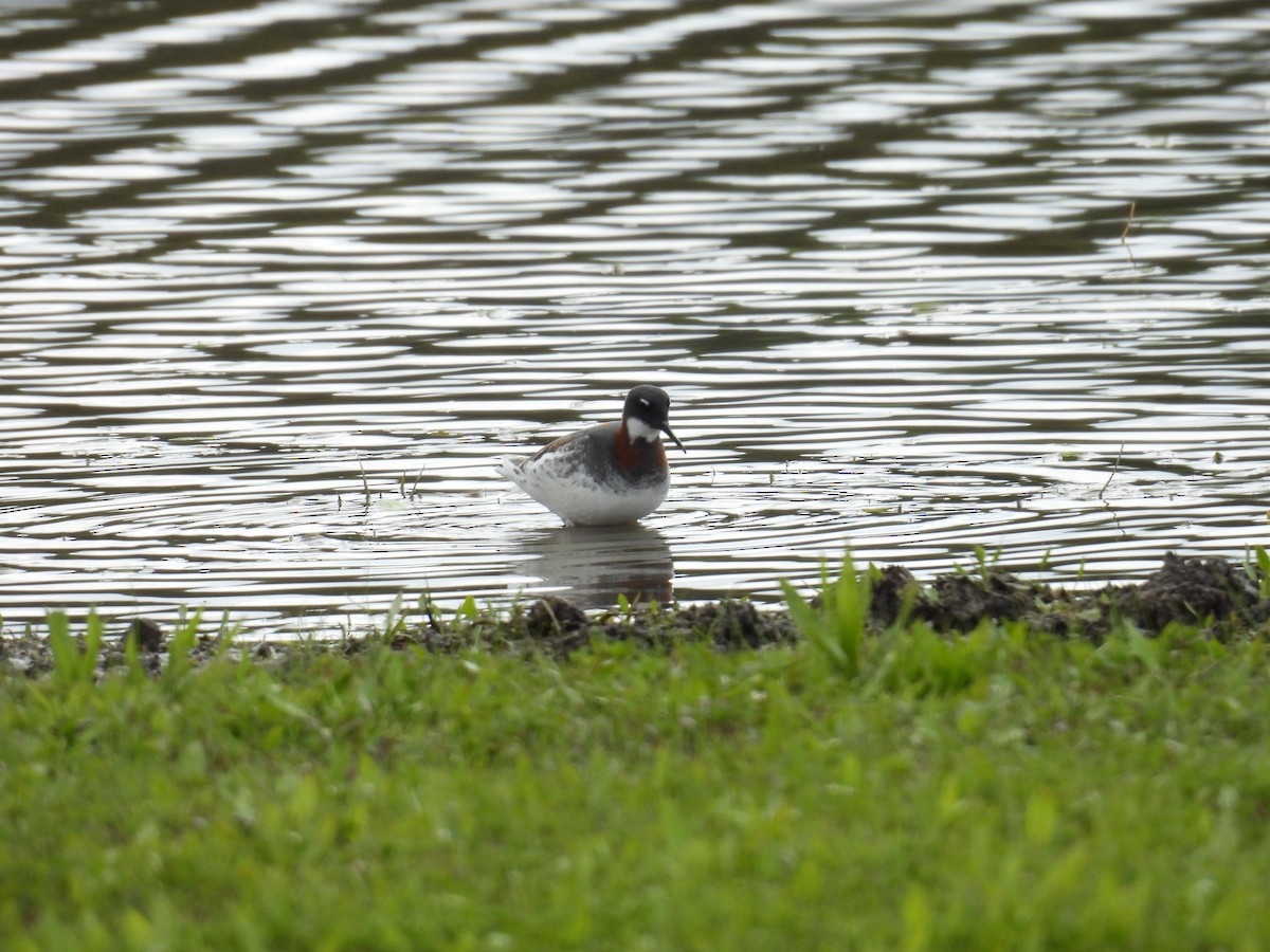 Red-necked Phalarope - Anonymous