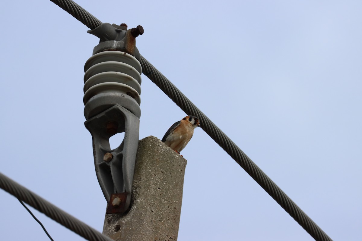 American Kestrel - Robert Stewart