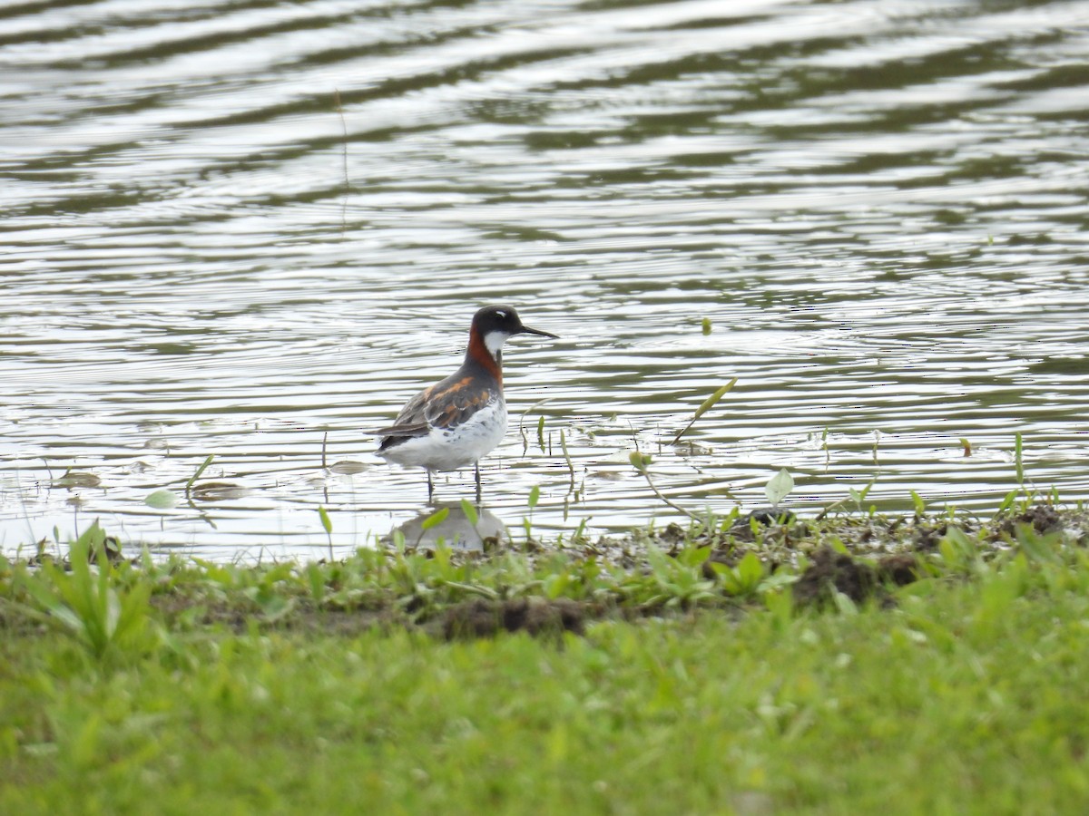 Red-necked Phalarope - Anonymous