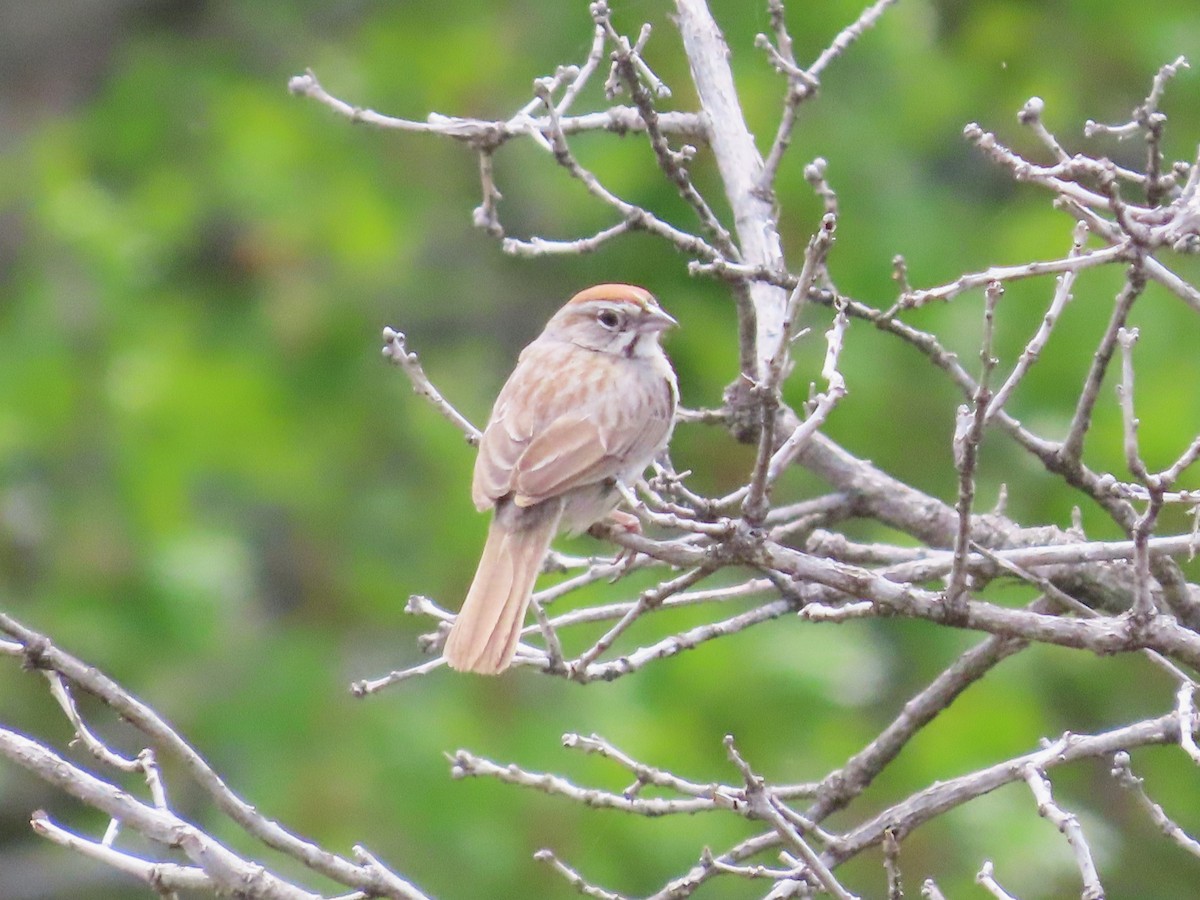 Rufous-crowned Sparrow - Teresa Noel