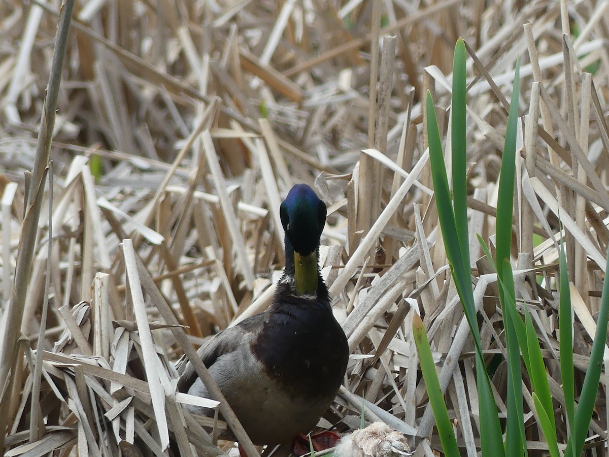 Mallard - claudine lafrance cohl