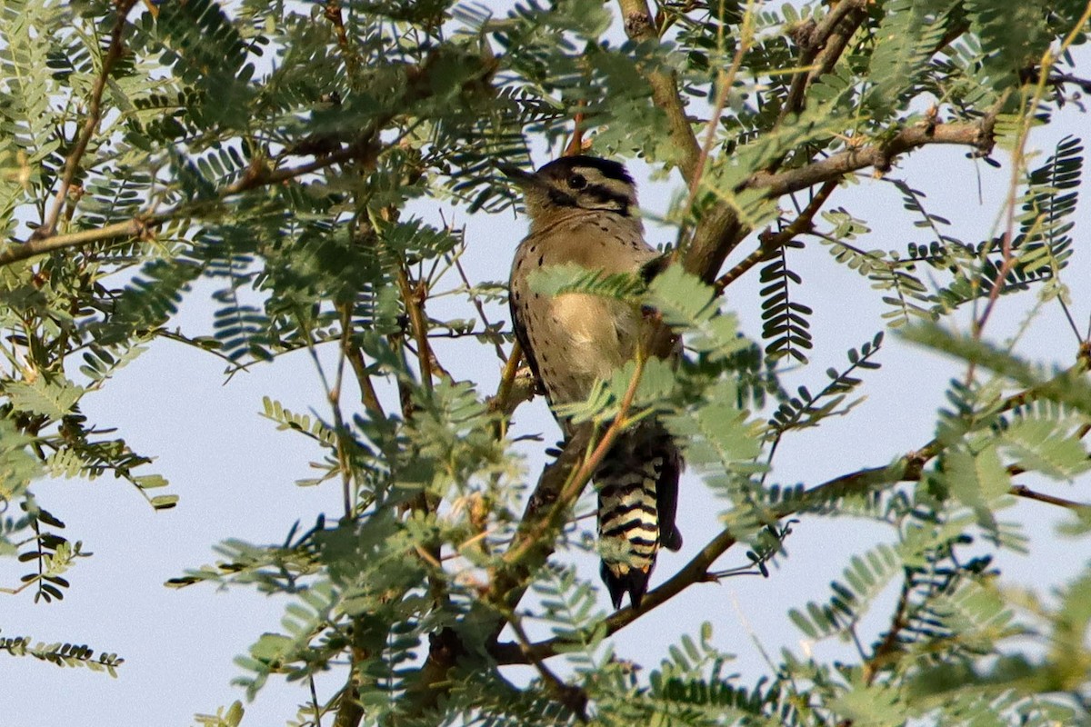 Ladder-backed Woodpecker - ML619255722